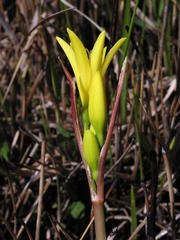 Cyrtanthus breviflorus