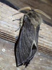Oxycanus antipoda