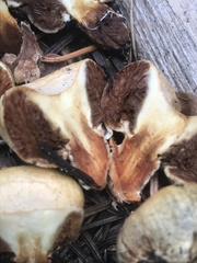 Pholiota nubigena