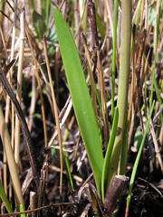 Cyrtanthus breviflorus