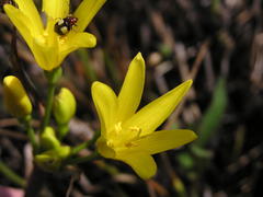 Cyrtanthus breviflorus