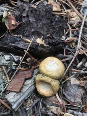 Pholiota nubigena