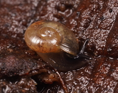 Prolesophanta nelsonensis