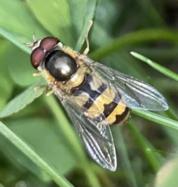 Emarginate Smoothtail