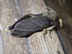 Oxycanus antipoda