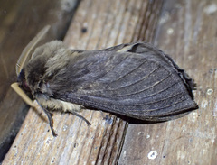 Oxycanus antipoda