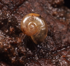 Prolesophanta nelsonensis