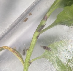 Bactericera maculipennis