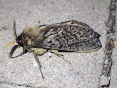 Oxycanus antipoda