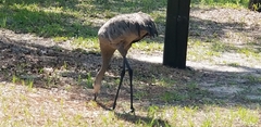 Grus canadensis image