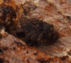 Decilaus