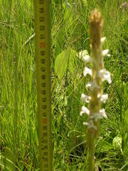 Satyrium longicauda longicauda