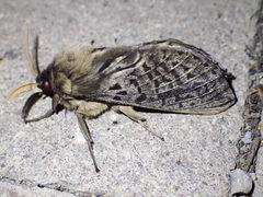 Oxycanus antipoda