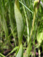 Satyrium longicauda longicauda