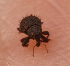 Decilaus