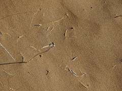 Selysiothemis nigra