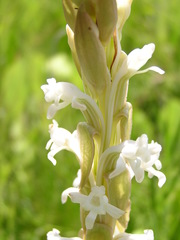 Satyrium longicauda longicauda