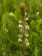 Satyrium longicauda longicauda