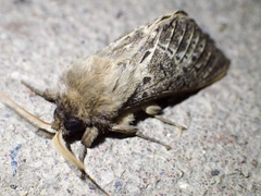 Oxycanus antipoda