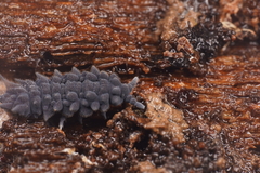 Acanthanura dendyi