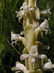 Satyrium longicauda longicauda