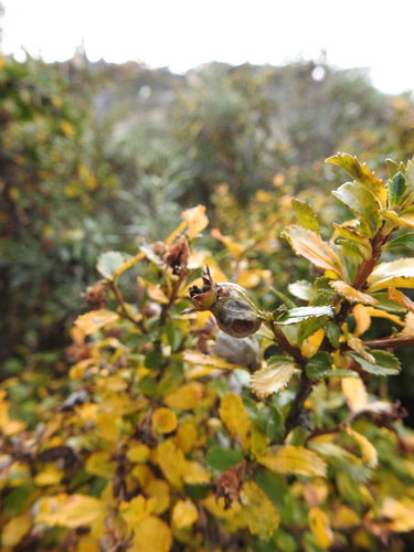 Escallonia serrata (Escallonia serrata)