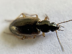 Agonum limbatum
