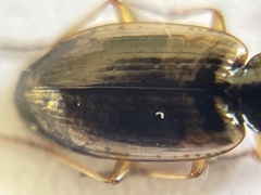 Agonum limbatum