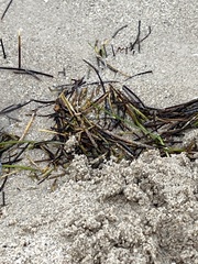 Syringodium filiforme