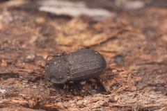 Isopteron obscurum