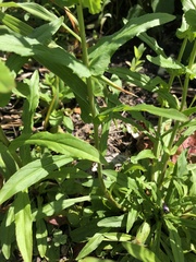 Penstemon tenuis