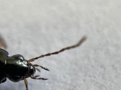 Agonum limbatum