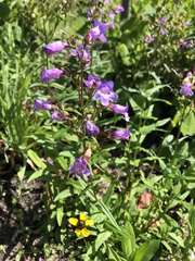 Penstemon tenuis