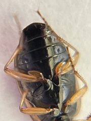 Agonum limbatum