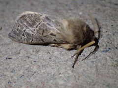 Oxycanus antipoda