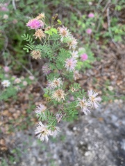 Mimosa texana