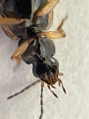 Agonum limbatum