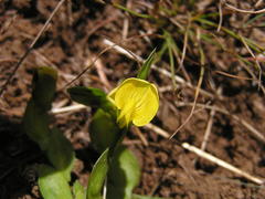 Zornia capensis capensis
