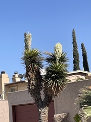 Yucca faxoniana