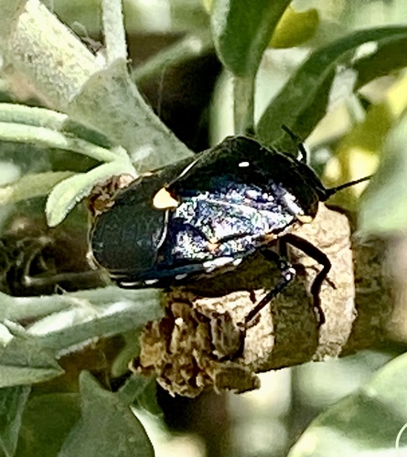iNaturalist observation photo of Harlequin Bug
