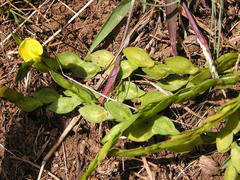 Zornia capensis capensis