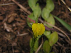 Zornia capensis capensis