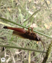 Amblytropidia australis