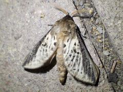 Oxycanus antipoda