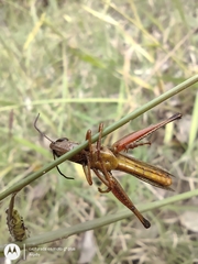 Amblytropidia australis