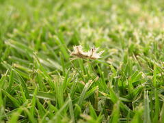 Pephricus