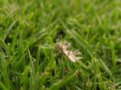 Pephricus