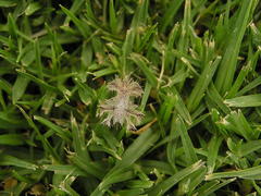 Pephricus