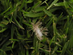 Pephricus
