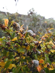 Escallonia serrata